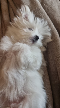  12-10-25 kammen is heerlijk